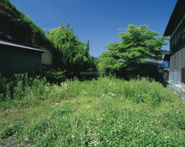 空地の雑草を放置していると苦情の原因に